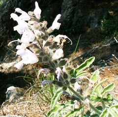 Salvia fruticosa