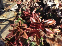 Veronica morrisonicola