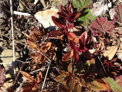 Veronica morrisonicola