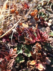 Veronica morrisonicola