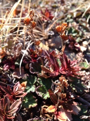 Veronica morrisonicola