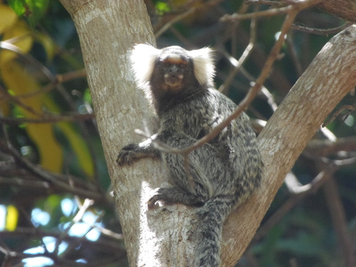 Common Marmoset