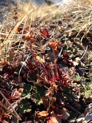 Veronica morrisonicola