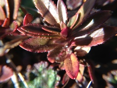 Veronica morrisonicola