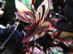 Veronica morrisonicola