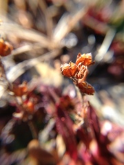 Veronica morrisonicola