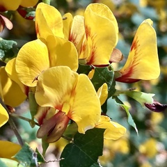 Prickly Bossiaea (Bossiaea aquifolium)