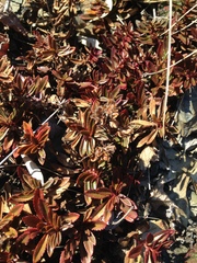 Veronica morrisonicola