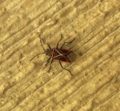 Anochrostomus formosus