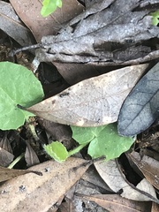 Crematogaster ashmeadi