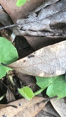 Crematogaster ashmeadi