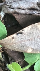 Crematogaster ashmeadi