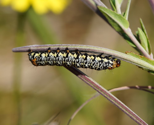 Willow-herb Day-moth