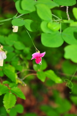 Lathyrus rotundifolius