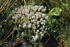 Gaultheria crassa