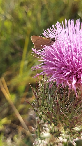 Neamathla Skipper