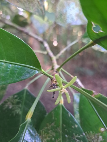 Sagotia racemosa, 2023-09-24