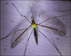 Leptotarsus albistigma