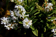 Gaultheria crassa