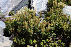 Gaultheria crassa