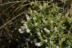 Gaultheria crassa