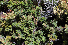 Gaultheria crassa