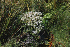 Gaultheria crassa
