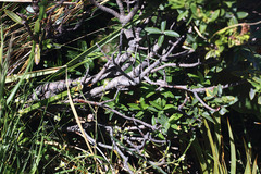 Gaultheria crassa