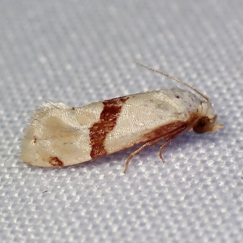 Nycthia pimana