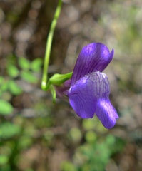 Neogaerrhinum strictum