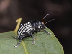 Psapharus ruficornis