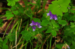 Lathyrus laxiflorus
