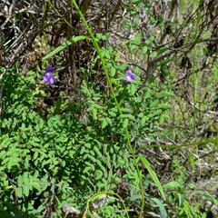 Neogaerrhinum strictum