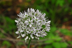 Allium decipiens quercetorum