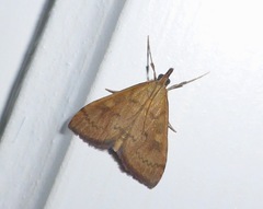 Mnesictena flavidalis