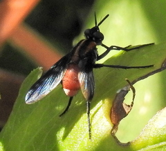 Hermya ditissima