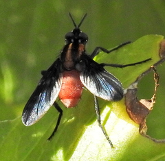 Hermya ditissima