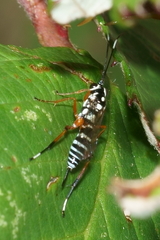 Glabridorsum stokesii