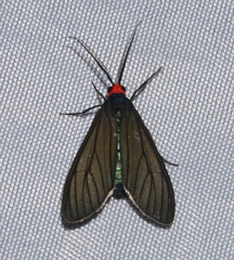 Ctenucha