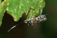 Glabridorsum stokesii