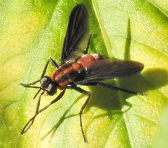 Hermya ditissima