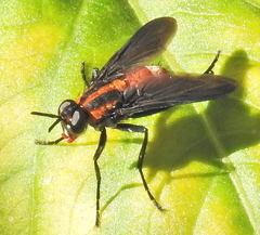 Hermya ditissima