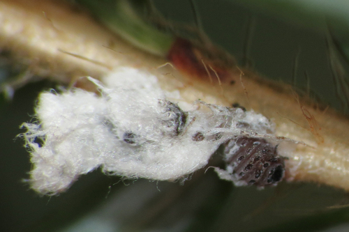 Hemlock Woolly Adelgid