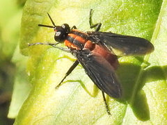 Hermya ditissima