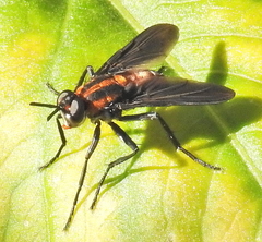 Hermya ditissima