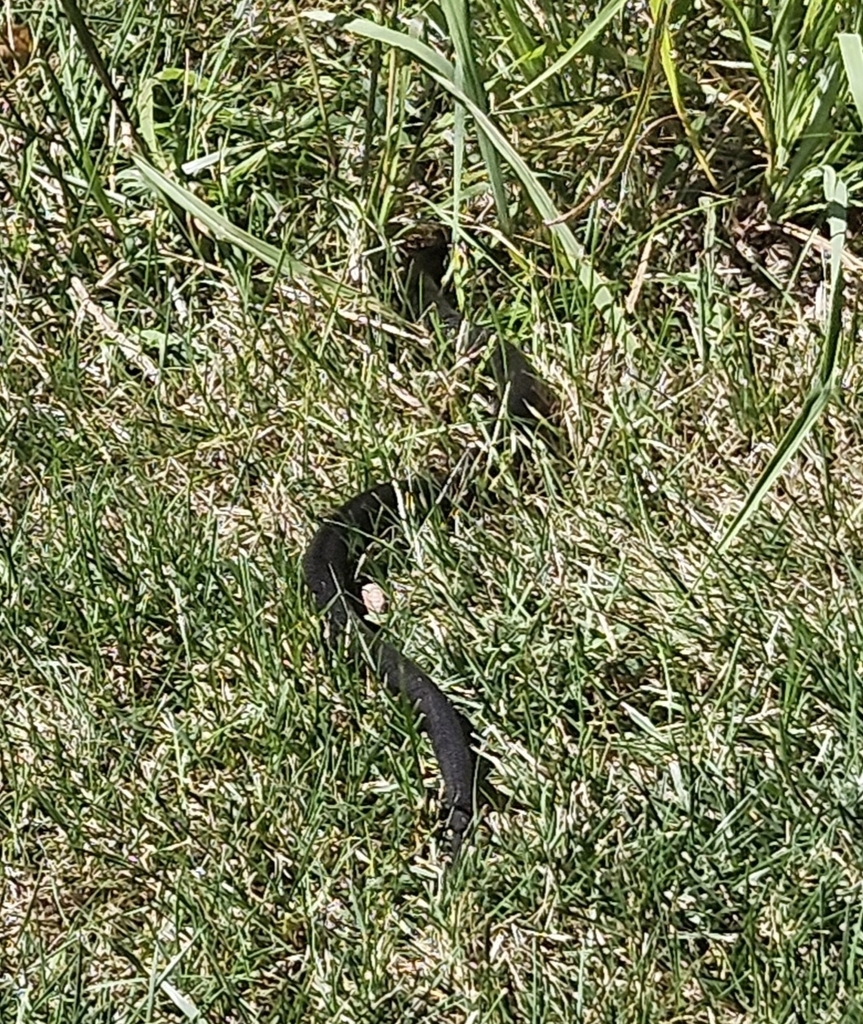 Colubrid Snakes from Pioneer Woods, Olathe, KS 66061, USA on September