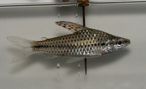 Spotted headstander (Chilodus punctatus) — Chilodontidae