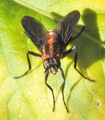 Hermya ditissima