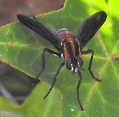 Hermya ditissima