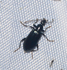 Statira